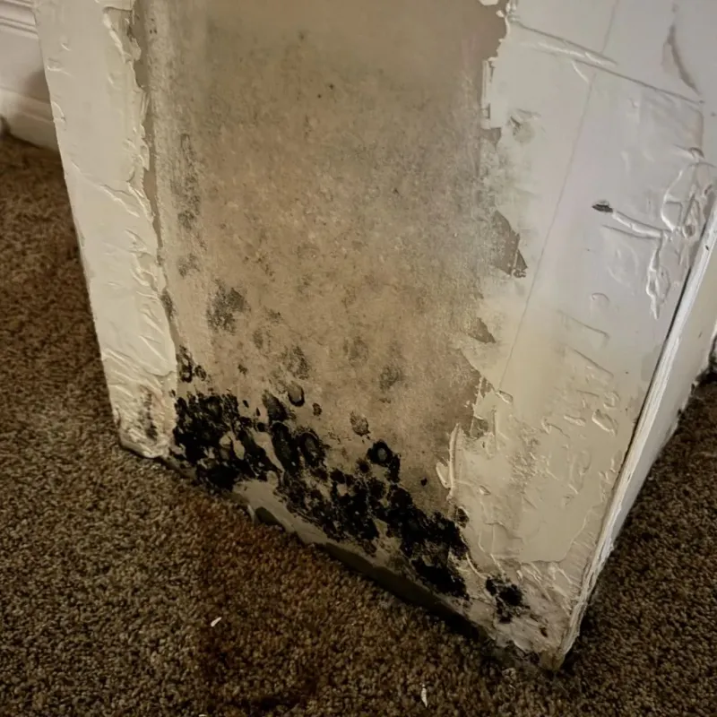 Professional Mold Removal in Beale Air Force Base, CA